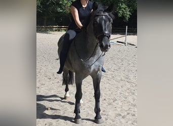 More ponies/small horses, Gelding, 5 years, 15 hh, Grey-Dark-Tan