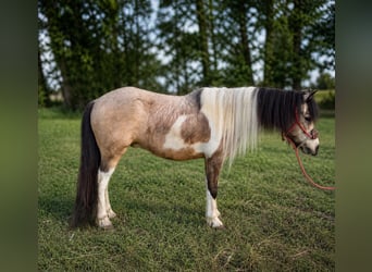 More ponies/small horses, Gelding, 5 years, 15 hh, Pinto