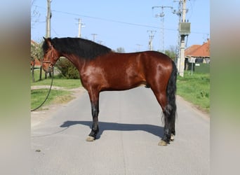 More ponies/small horses, Gelding, 5 years, 15,1 hh, Brown