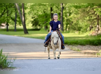 More ponies/small horses, Gelding, 5 years, 8.2 hh, Palomino
