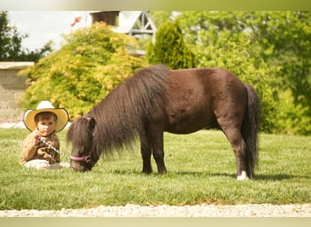 More ponies/small horses, Gelding, 5 years, 8 hh, Black