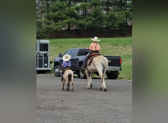 More ponies/small horses, Gelding, 5 years, 8 hh, Buckskin