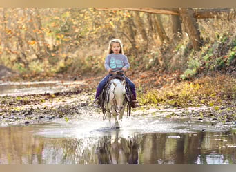 More ponies/small horses, Gelding, 5 years, 8,1 hh, Palomino