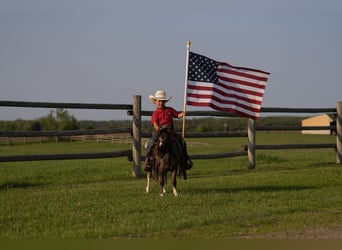 More ponies/small horses, Gelding, 5 years, 8,1 hh