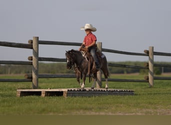 More ponies/small horses, Gelding, 5 years, 8,1 hh