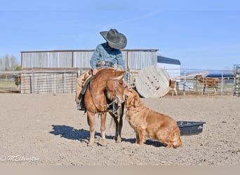 More ponies/small horses, Gelding, 5 years, 9.1 hh, Sorrel