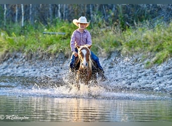 More ponies/small horses, Gelding, 5 years, 9.1 hh, Sorrel