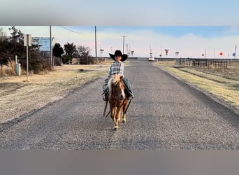 More ponies/small horses, Gelding, 5 years, 9.1 hh, Sorrel