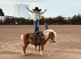 More ponies/small horses, Gelding, 5 years, 9.1 hh, Sorrel