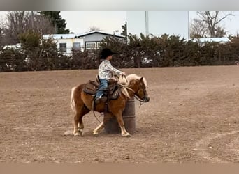 More ponies/small horses, Gelding, 5 years, 9.1 hh, Sorrel