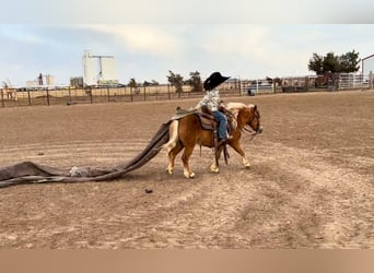 More ponies/small horses, Gelding, 5 years, 9.1 hh, Sorrel