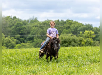 More ponies/small horses, Gelding, 5 years, 9 hh, Black