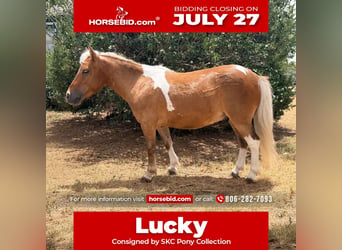 More ponies/small horses, Gelding, 5 years, 9 hh, Pinto