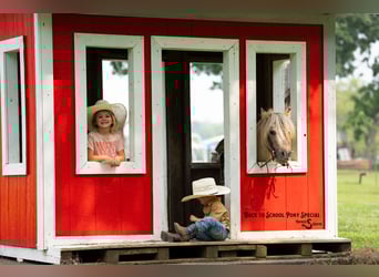 More ponies/small horses, Gelding, 5 years, 9 hh