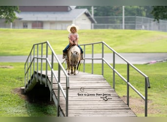 More ponies/small horses, Gelding, 5 years, 9 hh