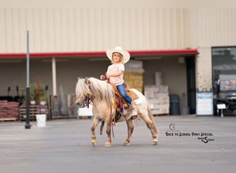 More ponies/small horses, Gelding, 5 years, 9 hh