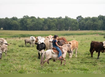 More ponies/small horses, Gelding, 5 years, 9 hh
