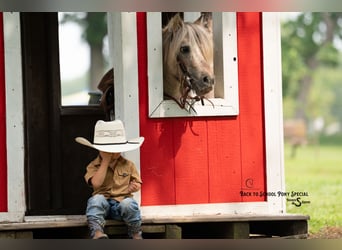 More ponies/small horses, Gelding, 5 years, 9 hh