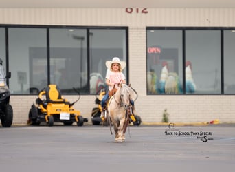 More ponies/small horses, Gelding, 5 years, 9 hh