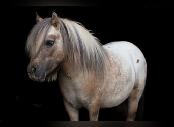 More ponies/small horses, Gelding, 5 years, 9 hh