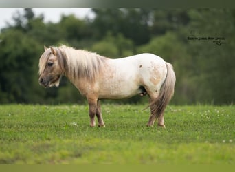 More ponies/small horses, Gelding, 5 years, 9 hh