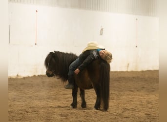 More ponies/small horses, Gelding, 5 years, 9,1 hh, Bay