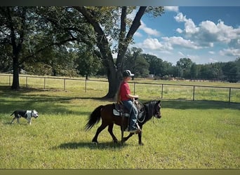 More ponies/small horses, Gelding, 5 years, 9,1 hh, Bay