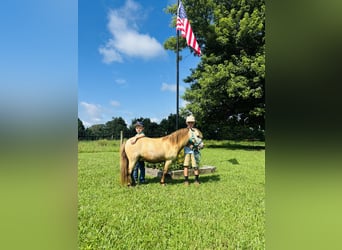 More ponies/small horses, Gelding, 5 years, 9,1 hh, Buckskin