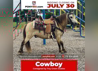 More ponies/small horses, Gelding, 5 years, 9,1 hh, Buckskin
