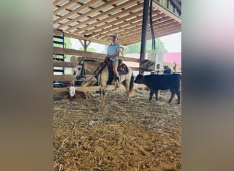 More ponies/small horses, Gelding, 5 years, 9,1 hh, Buckskin