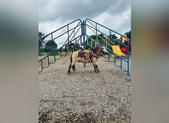 More ponies/small horses, Gelding, 5 years, 9,1 hh, Buckskin