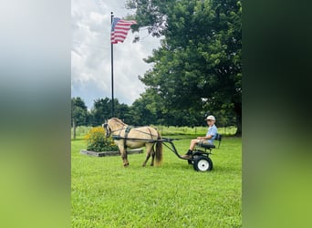 More ponies/small horses, Gelding, 5 years, 9,1 hh, Buckskin