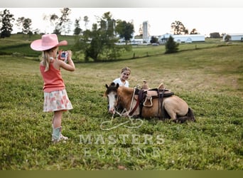 More ponies/small horses, Gelding, 5 years, 9,1 hh, Buckskin