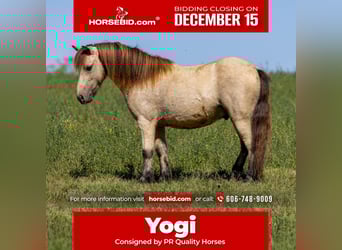 More ponies/small horses, Gelding, 5 years, 9,2 hh, Buckskin