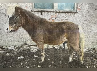 More ponies/small horses Mix, Gelding, 5 years, Chestnut