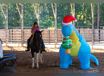 More ponies/small horses, Gelding, 5 years, Pinto