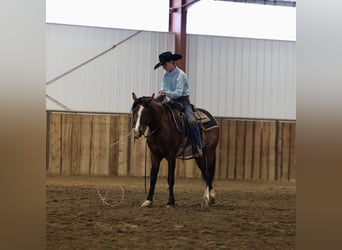 More ponies/small horses, Gelding, 5 years, Pinto