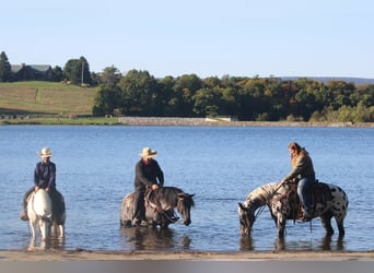 More ponies/small horses, Gelding, 5 years, Pinto
