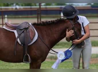 More ponies/small horses, Gelding, 5 years, Sorrel