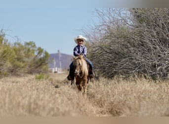 More ponies/small horses, Gelding, 6 years, 10.1 hh