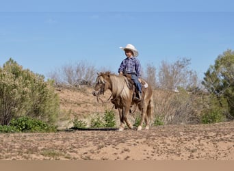 More ponies/small horses, Gelding, 6 years, 10.1 hh