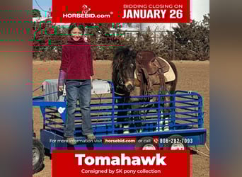 More ponies/small horses, Gelding, 6 years, 10.2 hh