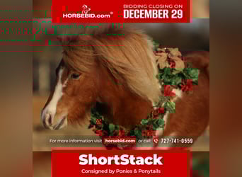 More ponies/small horses, Gelding, 6 years, 10 hh, Pinto