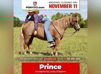 More ponies/small horses, Gelding, 6 years, 10 hh, Roan-Red