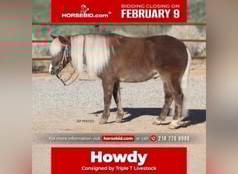 More ponies/small horses, Gelding, 6 years, 10,1 hh