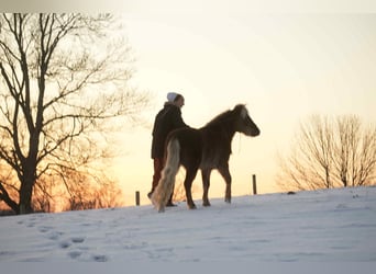 More ponies/small horses, Gelding, 6 years, 10,1 hh