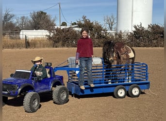 More ponies/small horses, Gelding, 6 years, 10,2 hh