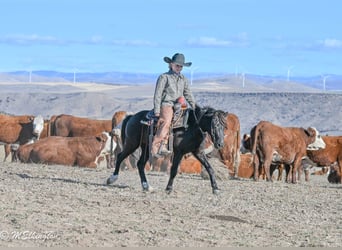 More ponies/small horses, Gelding, 6 years, 11.1 hh, Black