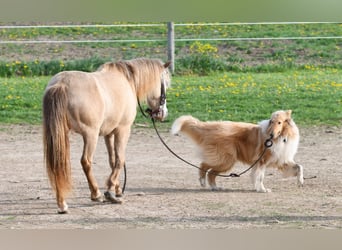 More ponies/small horses, Gelding, 6 years, 11.1 hh, Champagne