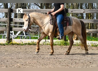 More ponies/small horses, Gelding, 6 years, 11.1 hh, Champagne